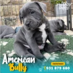 american-bully-en-peru