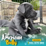 Venta-Cachorro-American-Bully