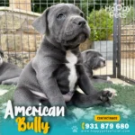 American-Bully-en lima