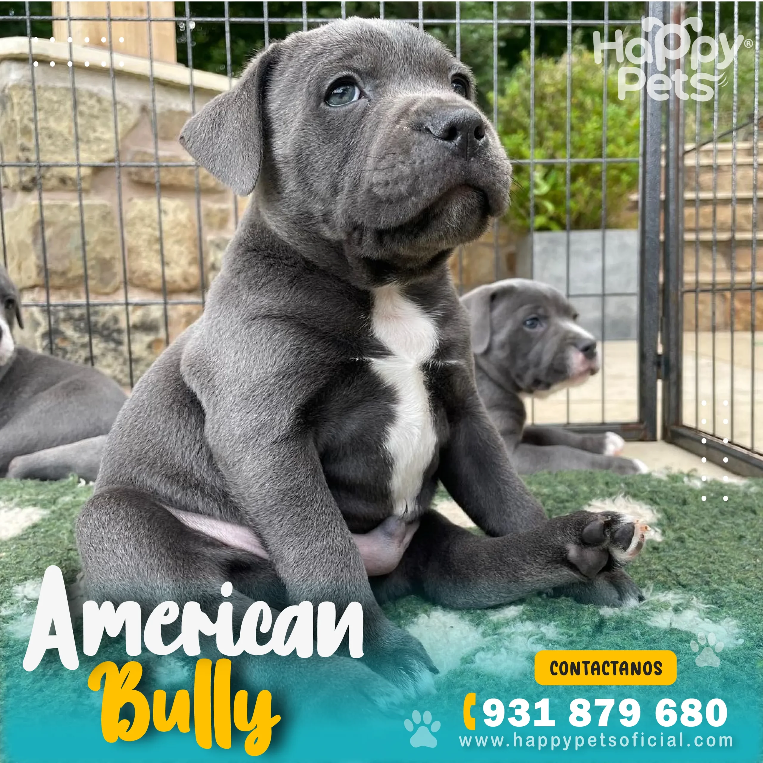 AMERICAN BULLY EN LIMA American-Bully-en lima
