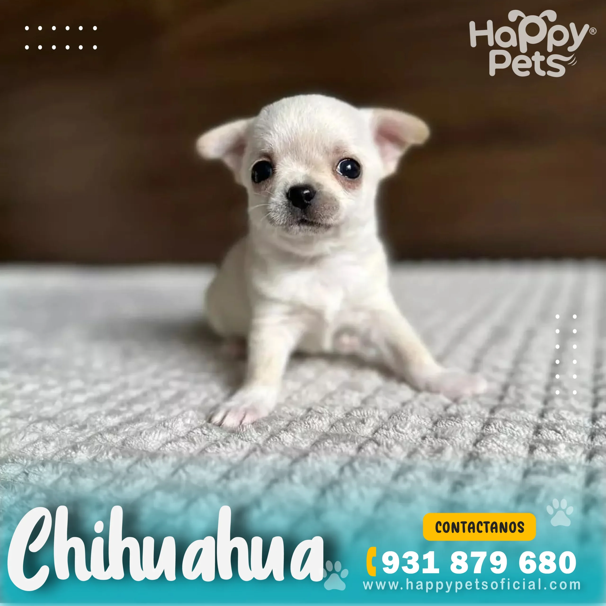 CHIHUAHUA EN LIMA Chihuahua-en-lima