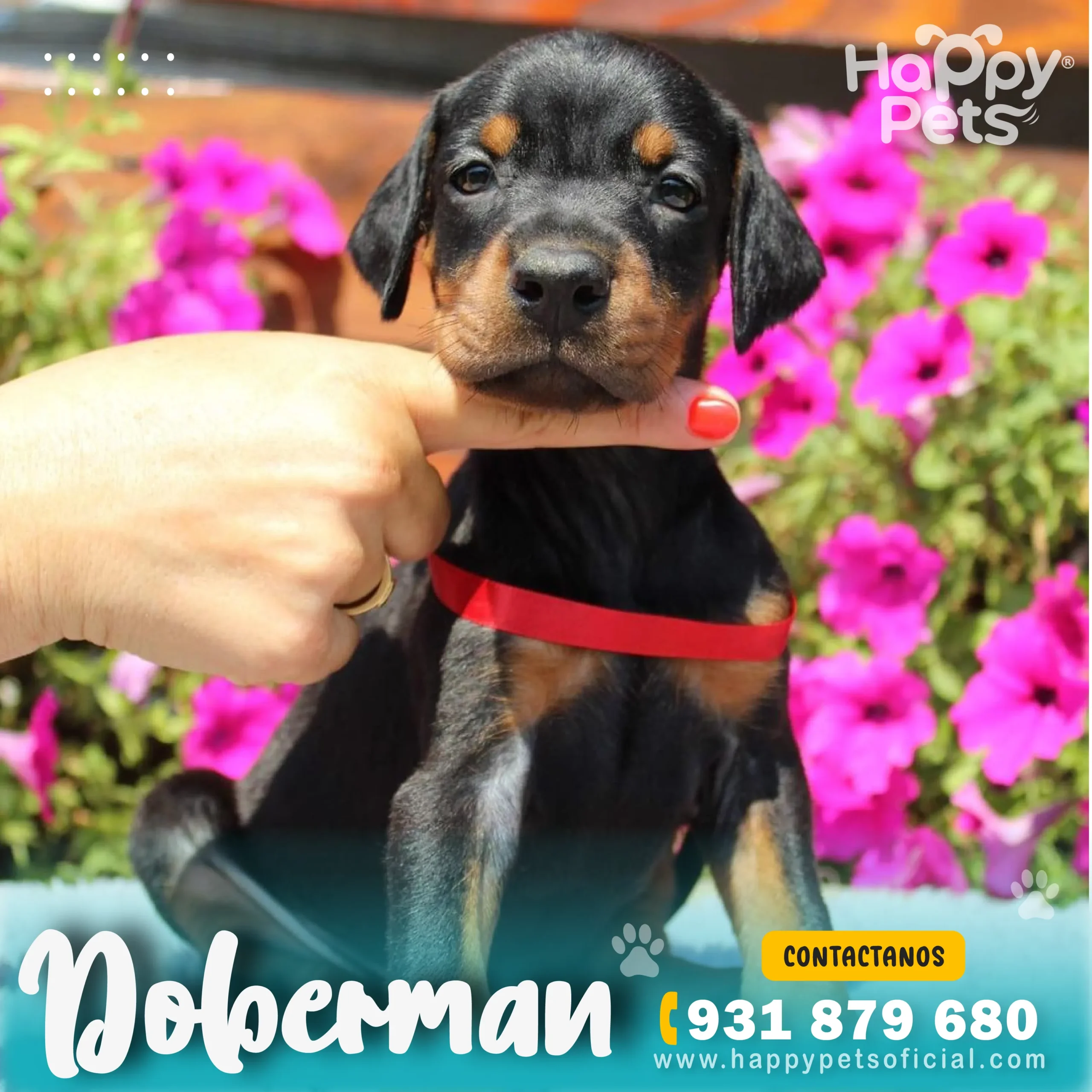 doberma-en-lima doberman en lima