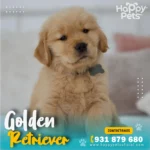 Golden retriever precio