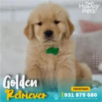 Cachorro Golden Retriever con su cartilla de vacunas y pedigree oficial en Lima