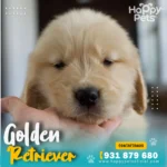 Golden Retriever cariñoso en Lima, disponible para entrega
