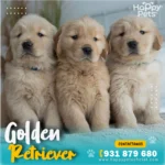 Golden Retriever bebé, ideal para familias en Lima