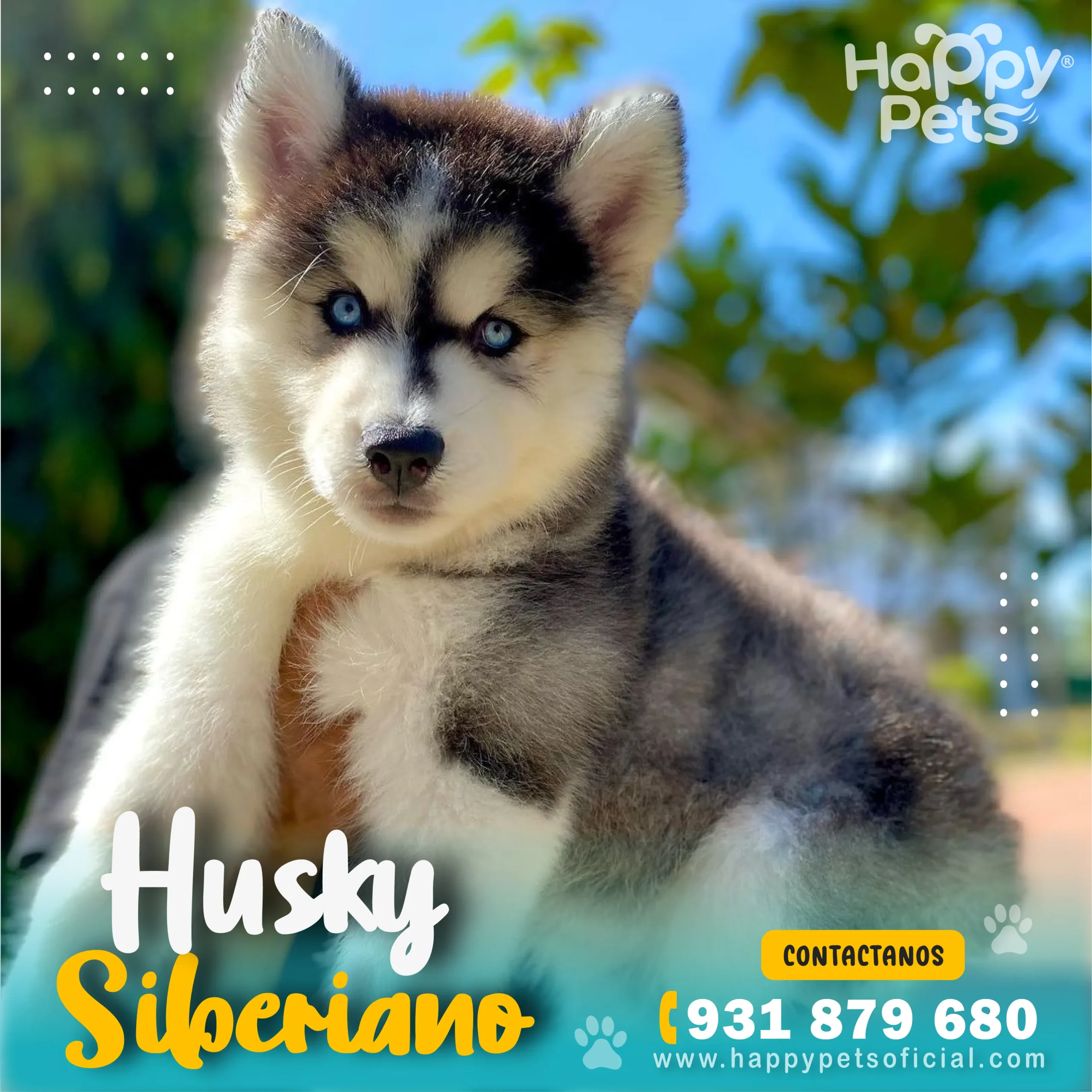 HUSKY SIBERIANO Husky-siberiano-precio