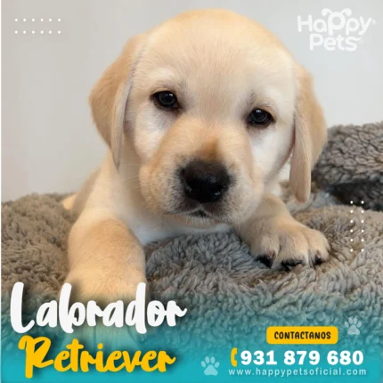 labrador-retriever