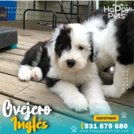 ovejero-ingles-en-lima