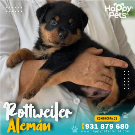 rottweiler aleman en lima