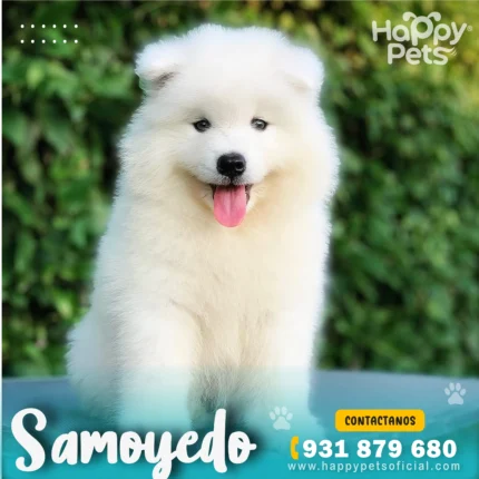 samoyedo-precio