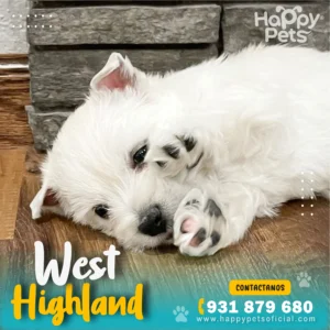 HP WESTHIGHLAND 2 1 11zon 2