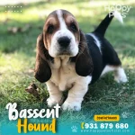 Bassent-Hound-en-lima