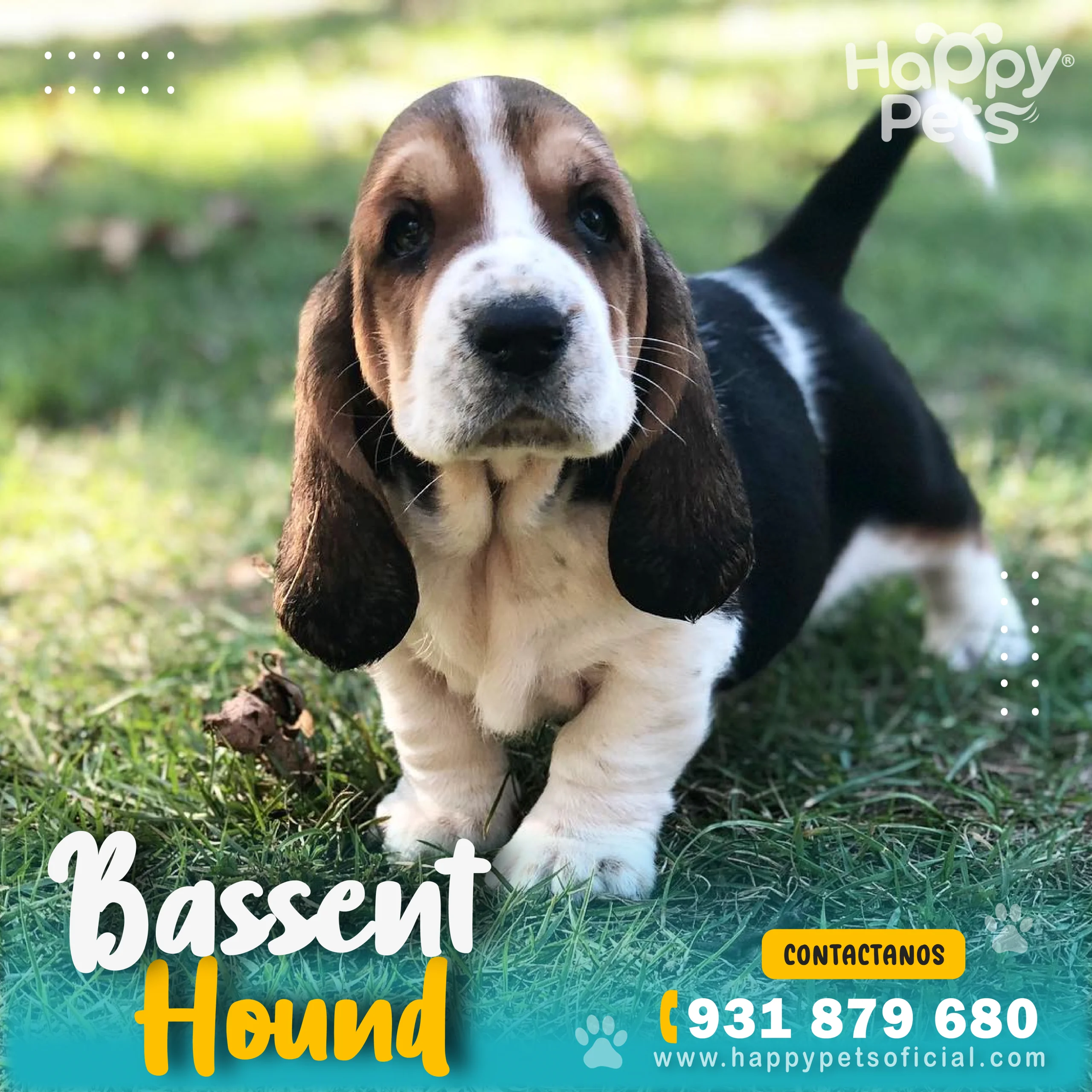 HP BASSENT HOUND (1) Bassent-Hound-en-lima