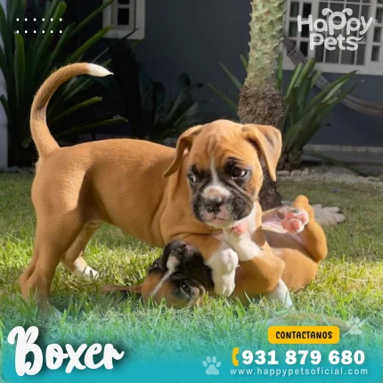 Boxer-en-lima