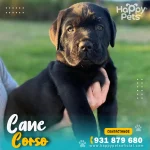 Cachorro Mastín Italiano en venta en Lima, raza pura con pedigree certificado