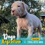 dogo-argentino-en-lima