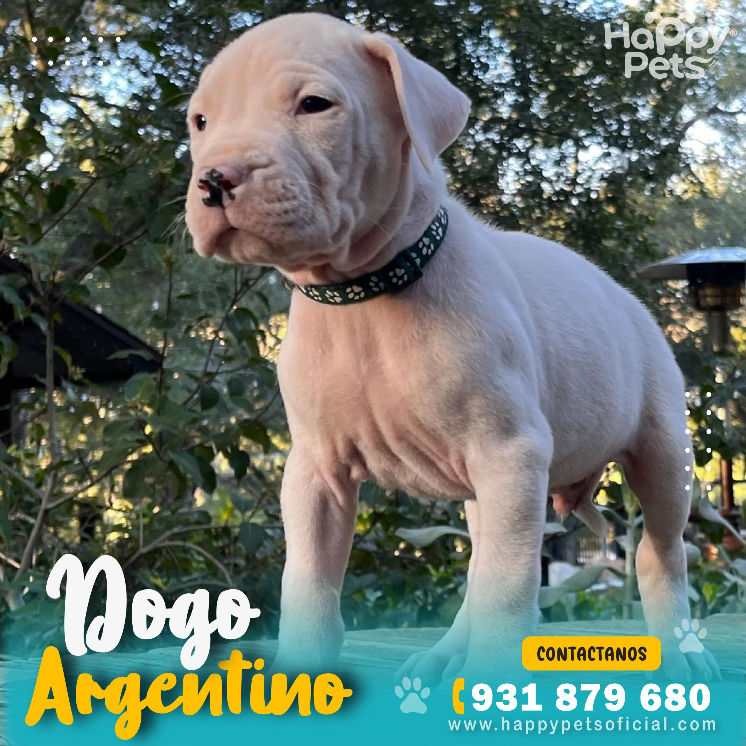 DOGO ARGENTINO EN LIMA dogo-argentino-en-lima
