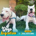 Dogo argentino con pedegree