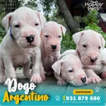 cachorro-dogo-argentino-lima