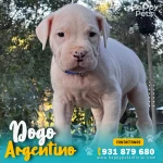 dogo-argentino-peru