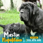Cachorro Mastín Italiano en lima