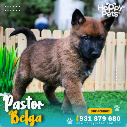 PASTOR BELGA
