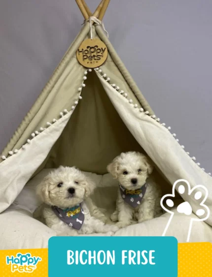BICHON FRISÉ